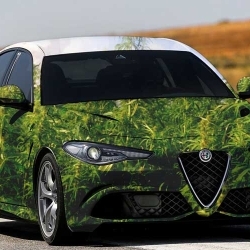Konoplja u Alfa Romeo automobilima